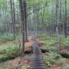 Great boardwalk sequence over a lush stream about halfway through the trail