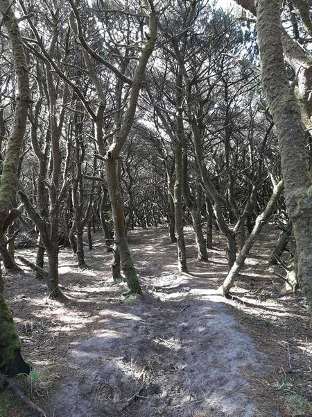 A sandy trail underneath shore pine.