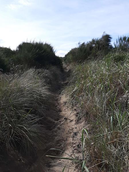 A sandy trail winds through beach grass