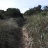 A sandy trail winds through beach grass
