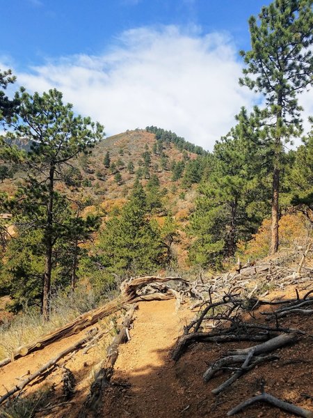 View of Summit of Mount Dewey