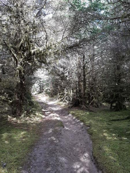 A wide sandy track leads through a mossy shore pine forest.