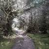 A wide sandy track leads through a mossy shore pine forest.