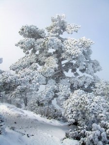 Árbol peculiar en el ultimo tramo del ascenso un dia de nevada