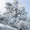 Árbol peculiar en el ultimo tramo del ascenso un dia de nevada