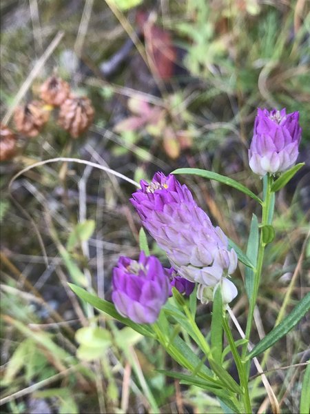 Purple Milkwort (Polygala sanguinea)