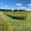 Some of the trail is made of mowed paths, this photo shows the easiest terrain on the trail.