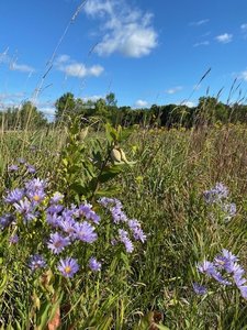 The park has lots of wildflowers and grasses including prairie coreopsis, coneflowers, iris, sunflowers, prairie rose, butterfly weed, black and brown-eyed Susan, switch grass, bluestem, Canada wild rye and wheatgrass.