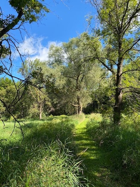 Some of the trail in the wooded area is also mowed grass. In this natural beauty you forget how close you are to town!