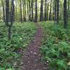 The middle of the Fitch Trail near the top of Bee Hill.