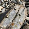 Iron Pyrite cubes in the rock.