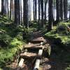 Stairs through the mossy knolls.