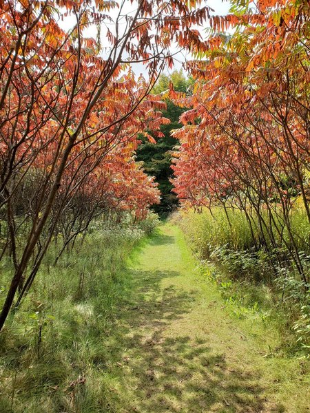 Trail in fall colours