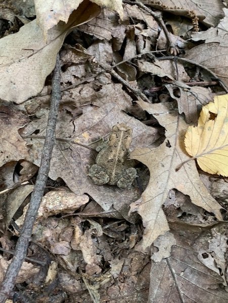 Toad on the path...