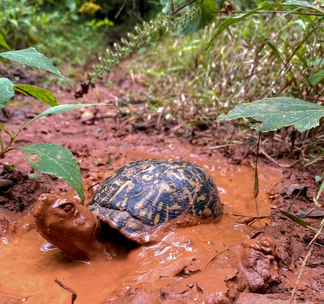 Apparently Box Turtles just do this for kicks