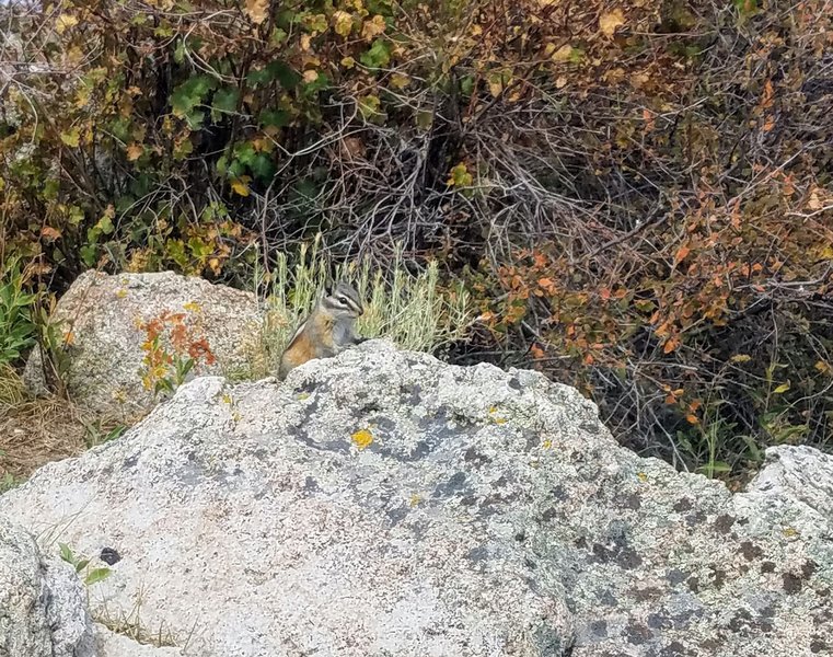 Chipmunk visit on Summit of Signal Butte