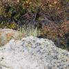 Chipmunk visit on Summit of Signal Butte