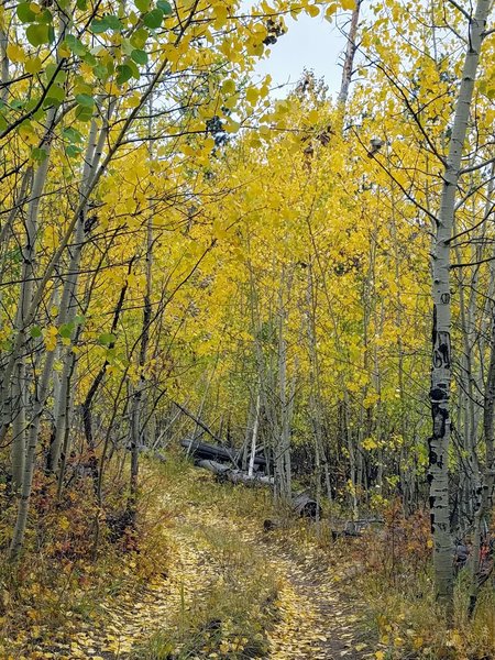 Trail of Gold. Ridge Trail 734