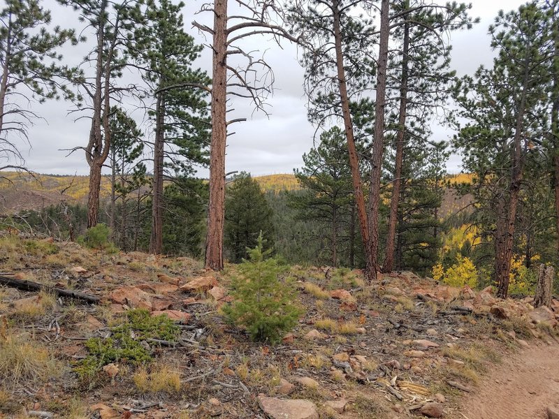 View toward Tarryall Mountain Range from Trial Ridge 734