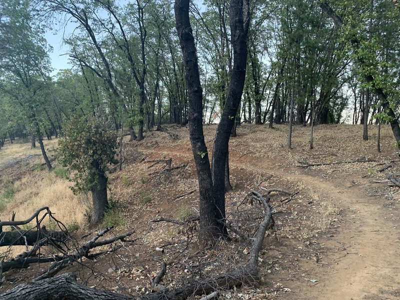 View of singletrack trail