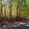 Woods in Letchworth State Park