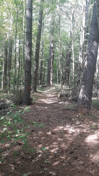 Trail into the Doolittle Forest on the North Loop of the Zaleski Backpack Trail.