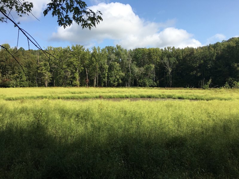 First Creek Lake... or grassy marsh mud pit.