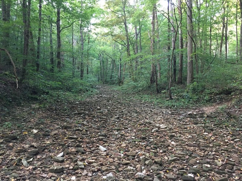 Dry Prong Creek bed looking exceptionally dry.