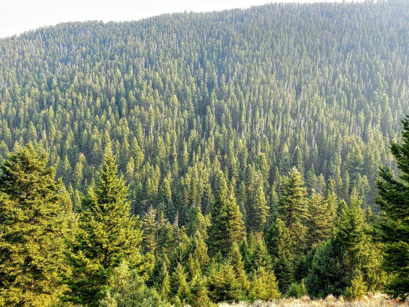 The hills carpeted with conifers