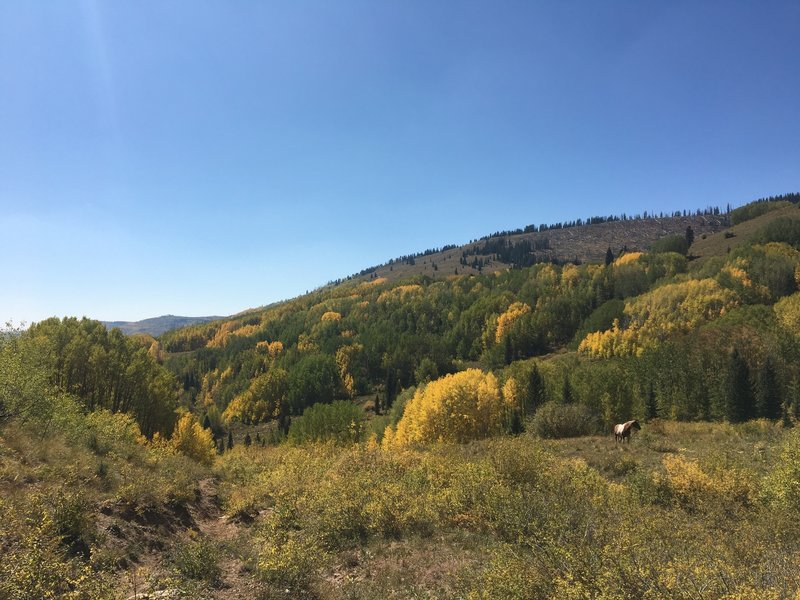 Horse in the open meadow, with aspens changing on the hillside.