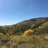 Horse in the open meadow, with aspens changing on the hillside.