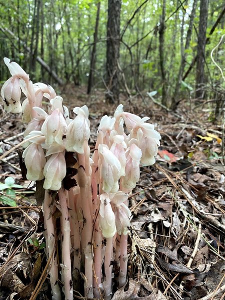 Ghost plant haunting the forest.