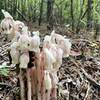 Ghost plant haunting the forest.