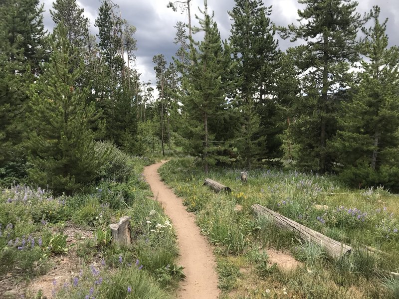 The beginning of the Flume Trail winds between backyards and the golf course, but is still a lovely neighborhood walk.