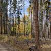 The trails in the Rainbow Lake area are an easy spot to see fall color, and the crowds disappear once you get past the lake.