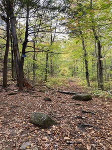View up the ski trail from Holt.