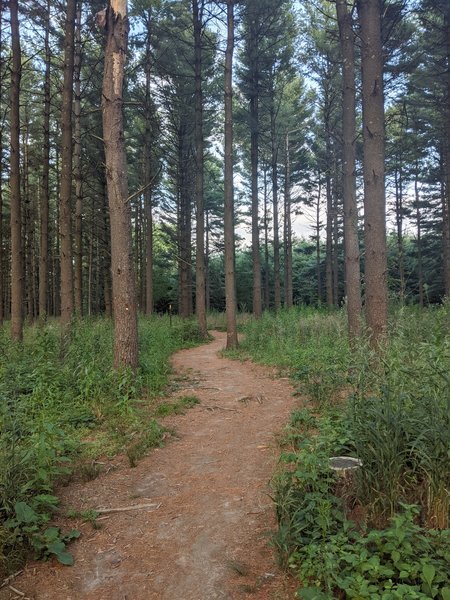 Beautiful pine forest toward the southern terminus.