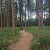 Beautiful pine forest toward the southern terminus.