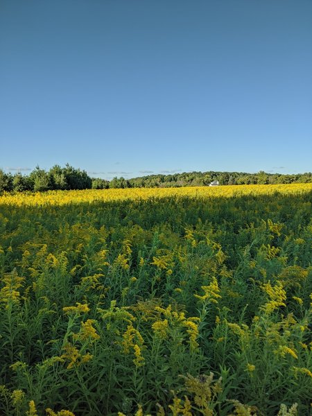 Great summer wildflowers