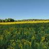 Great summer wildflowers