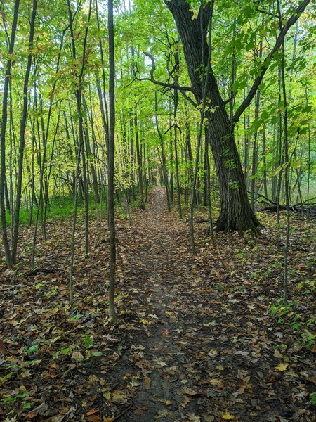 Nothing like running through the woods on a rainy day.