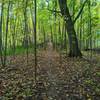 Nothing like running through the woods on a rainy day.