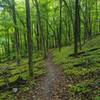 Lush switchbacks up the final hill.