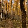 Aspen groves early October.