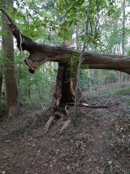 A tree that fell away from the trail.