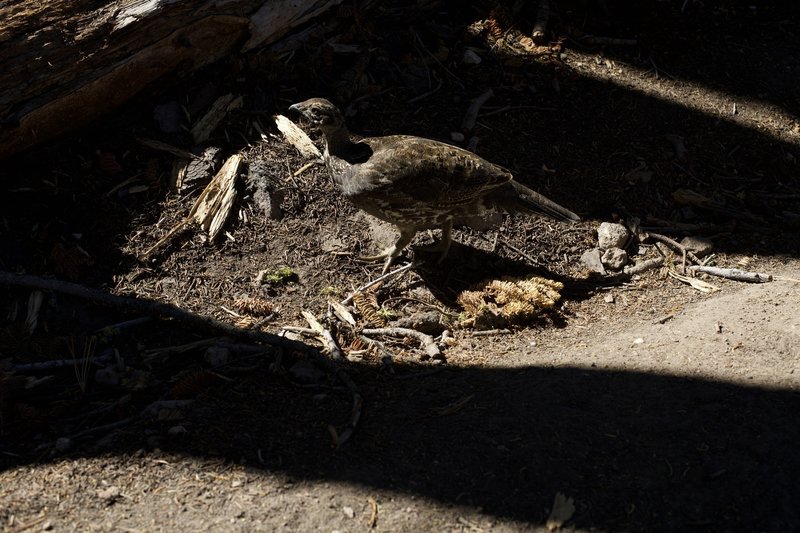 Grouse on the trail.