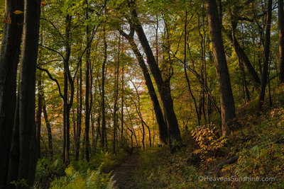 Cowles Bog - Indiana Dunes National Park.