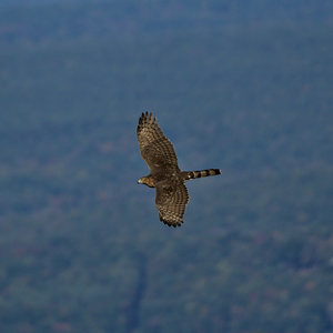 Racoon Ridge is a premier location for Birds of Prey photographers - here is a Sharp-Shinned Hawk migrating south for the winter.