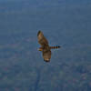 Racoon Ridge is a premier location for Birds of Prey photographers - here is a Sharp-Shinned Hawk migrating south for the winter.