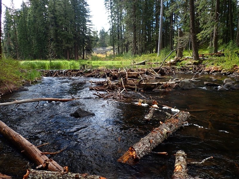 An active beaver dam across Little Butte Creek.